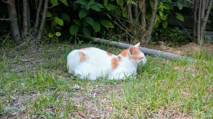 제가 돌보는 길냥이에요~6 feat.아침 일상 | 인스티즈