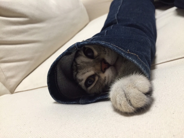 끼는 걸 좋아하는 고양이 | 인스티즈