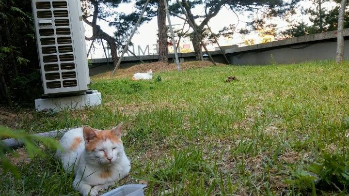 제가 돌보는 길냥이에요~6 feat.아침 일상 | 인스티즈