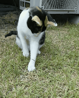 제가 돌보는 길냥이에요~6 feat.아침 일상 | 인스티즈