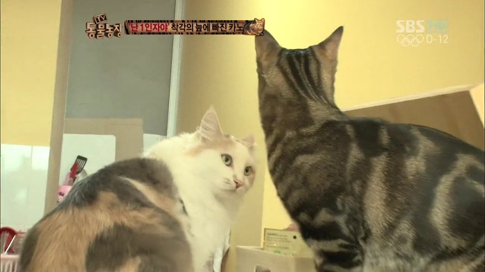 흥미로운 고양이들의 세계 | 인스티즈