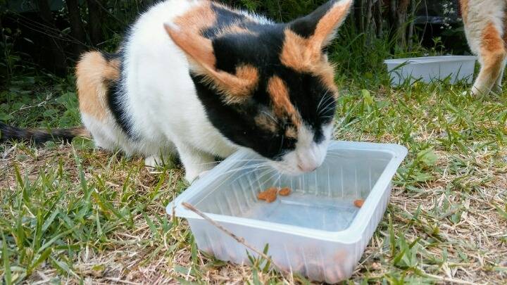 제가 돌보는 길냥이에요~6 feat.아침 일상 | 인스티즈