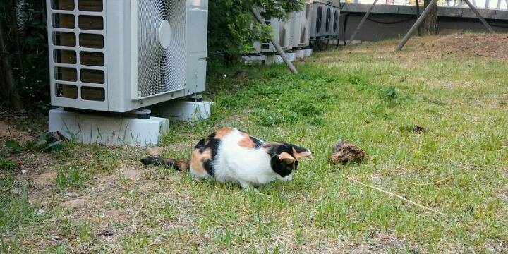 제가 돌보는 길냥이에요~6 feat.아침 일상 | 인스티즈