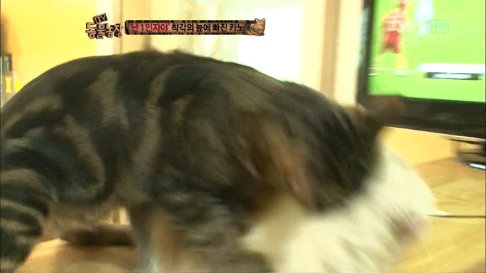 흥미로운 고양이들의 세계 | 인스티즈