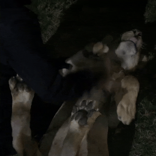 잠자는 냥이를 방해하기 (냥냥) | 인스티즈