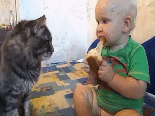 고양이랑 빵 나눠먹는 아기 | 인스티즈