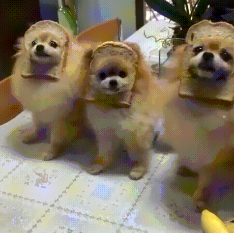 강아지와 식빵 | 인스티즈