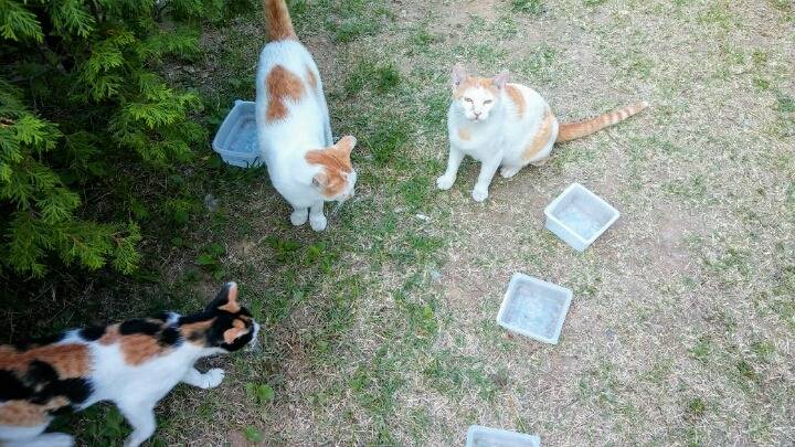 제가 돌보는 길냥이에요~6 feat.아침 일상 | 인스티즈