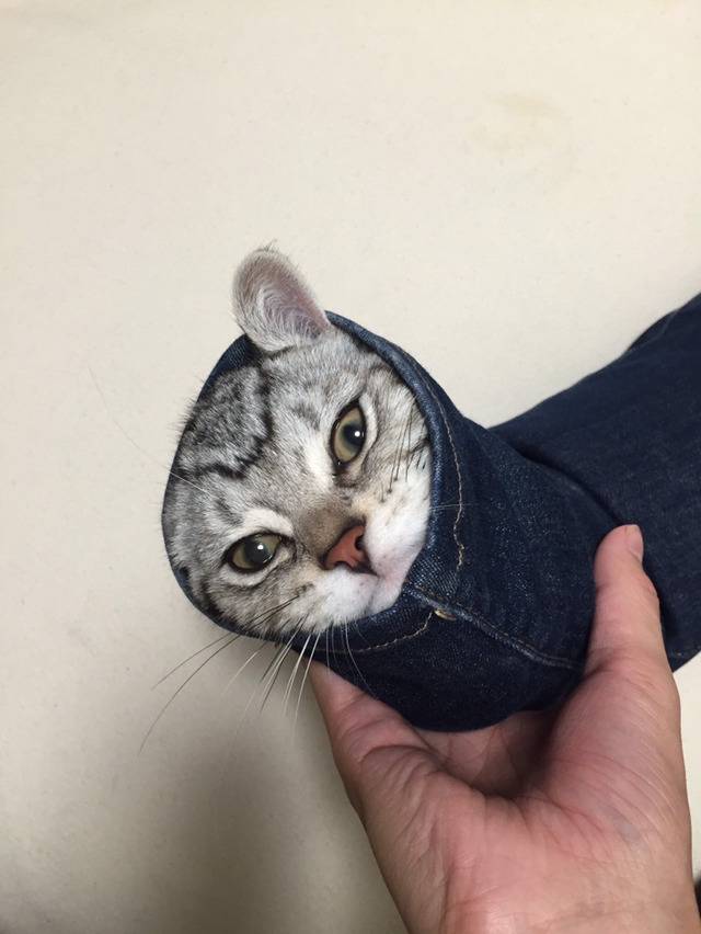 끼는 걸 좋아하는 고양이 | 인스티즈