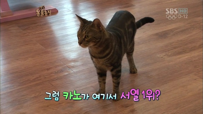 흥미로운 고양이들의 세계 | 인스티즈