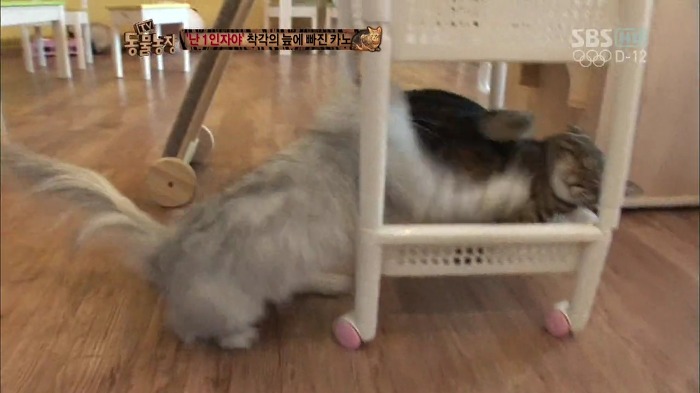 흥미로운 고양이들의 세계 | 인스티즈