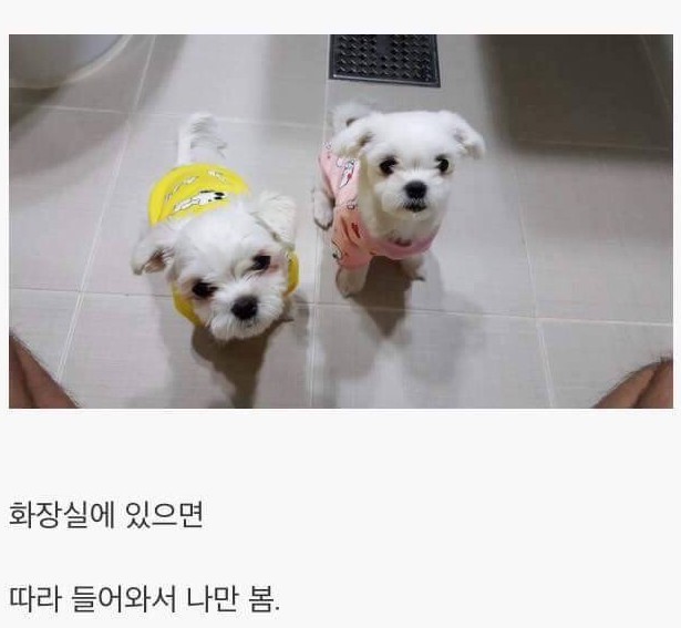 강아지 키우면 생기는 일 게시글의 진실 | 인스티즈