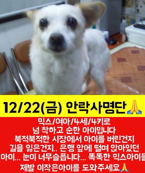 몇시간 후면 안락사될 아이들 보고가줘ㅠㅠㅠ 넘 귀여운 똥강아지도 잇어 | 인스티즈