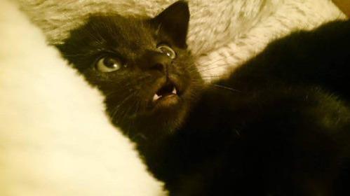 섹스하기전에 고양이 내보내는걸 깜빡했다 | 인스티즈