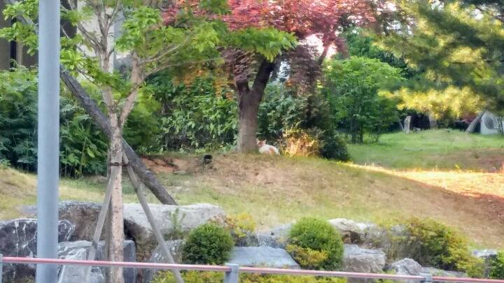 제가 돌보는 길냥이에요~6 feat.아침 일상 | 인스티즈