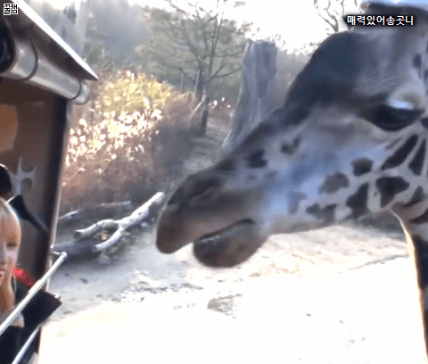 추성훈이 가장 무서워하는 것 | 인스티즈