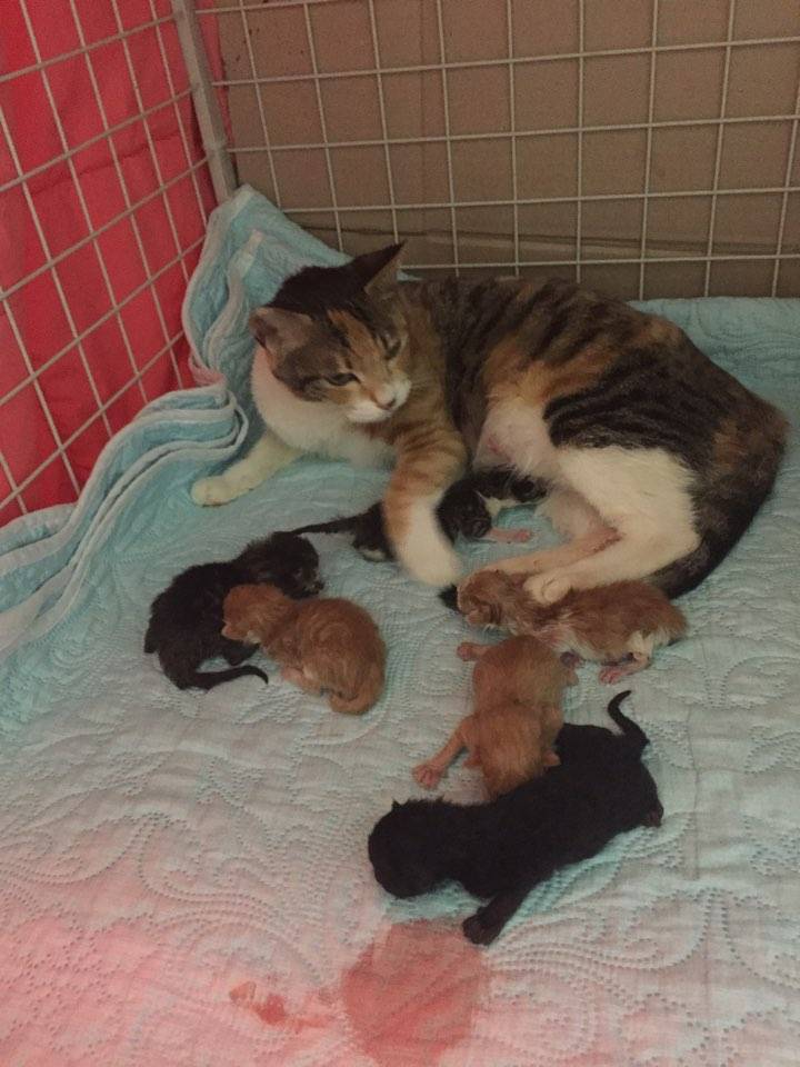 임신한채 쓰러져있던 불쌍한 유기묘를 도와주세요 | 인스티즈