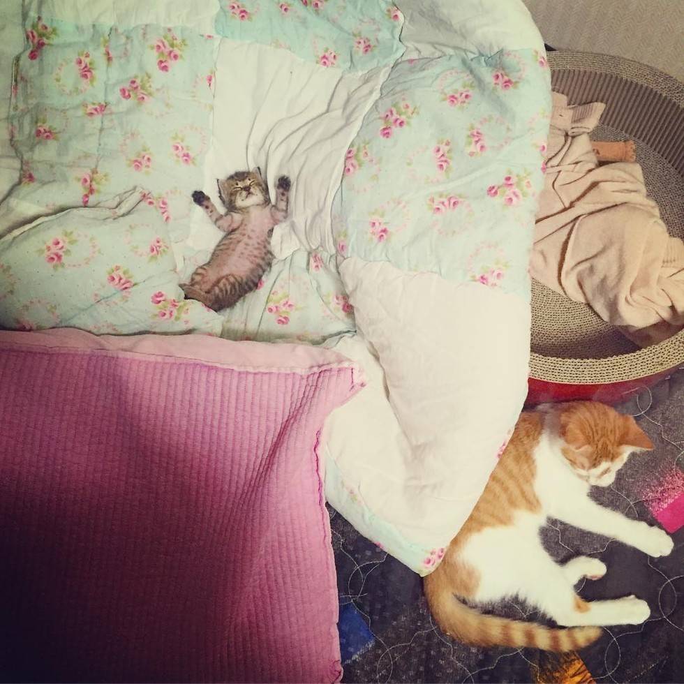 집사가 데려온 아가냥이를 내새끼처럼 보살피는 냥햏.jpg | 인스티즈