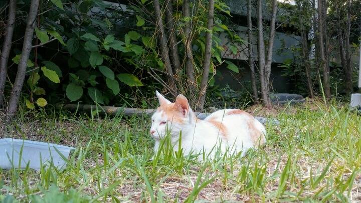 제가 돌보는 길냥이에요~6 feat.아침 일상 | 인스티즈