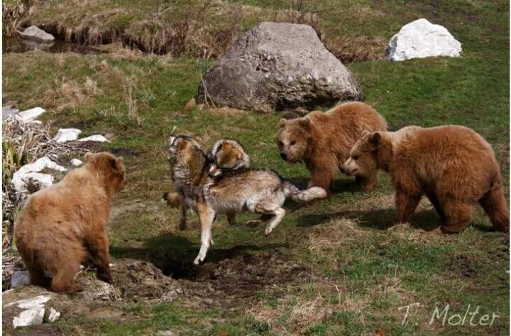 늑대싸움 구경하는 애기 곰들.jpg | 인스티즈