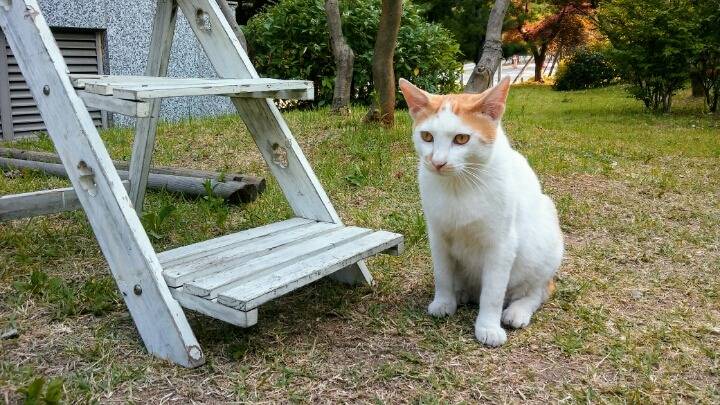 제가 돌보는 길냥이에요~6 feat.아침 일상 | 인스티즈