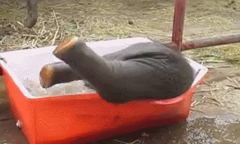 목욕하는 아기 코끼리.gif | 인스티즈