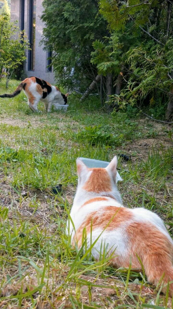 제가 돌보는 길냥이에요~6 feat.아침 일상 | 인스티즈