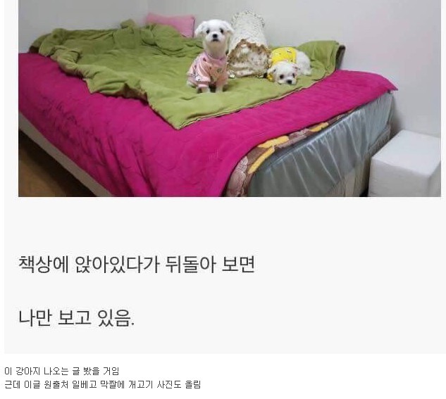 강아지 키우면 생기는 일 게시글의 진실 | 인스티즈