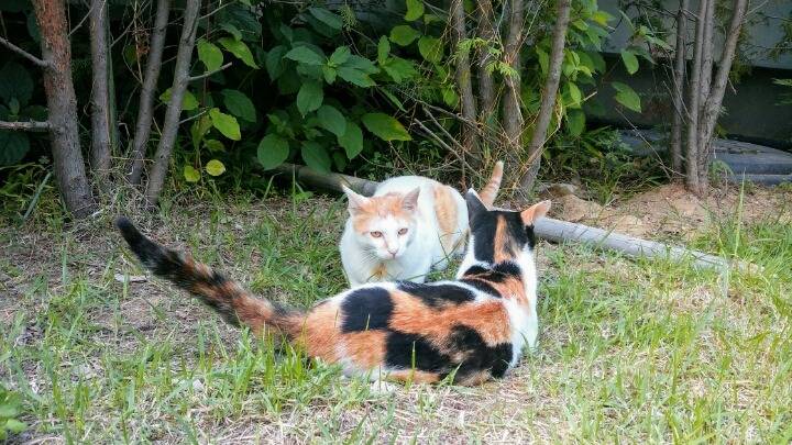 제가 돌보는 길냥이에요~6 feat.아침 일상 | 인스티즈