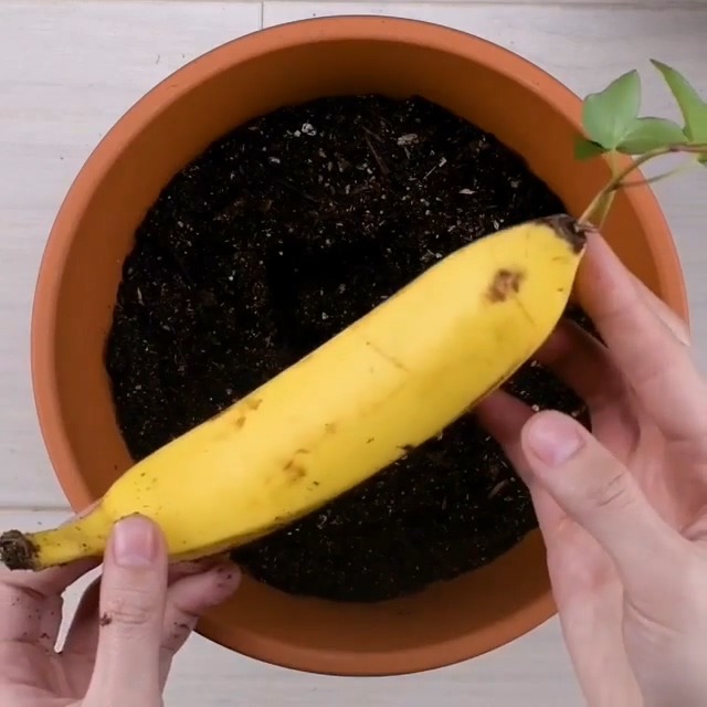 집에서 손 쉽게 키위바나나 재배하는 법.jpgif | 인스티즈