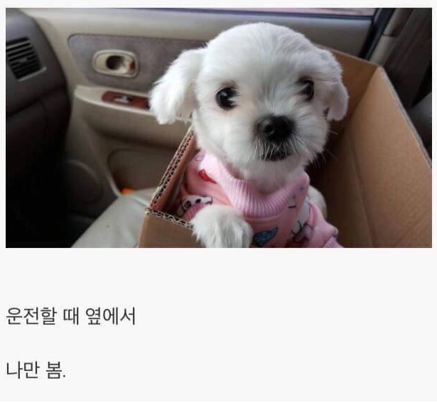 강아지 키우면 생기는 일 게시글의 진실 | 인스티즈