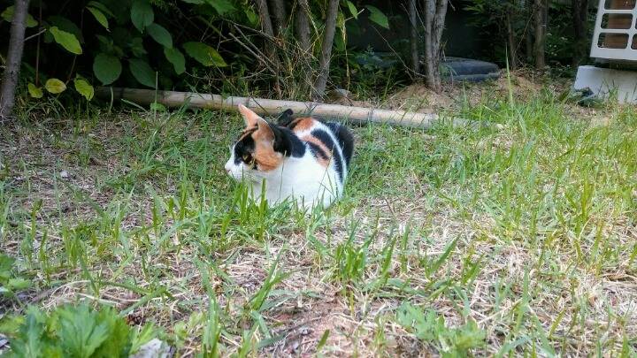 제가 돌보는 길냥이에요~6 feat.아침 일상 | 인스티즈