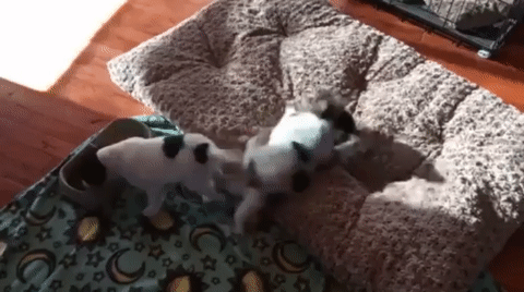 밥먹어서 기분좋은 강아지.gif | 인스티즈