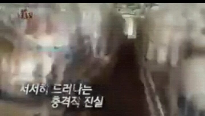 충격적인 강아지 공장 실태(서명운동) | 인스티즈