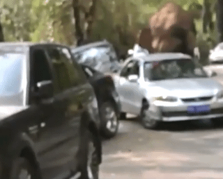 중국 도로에 나타난 코끼리.gif | 인스티즈