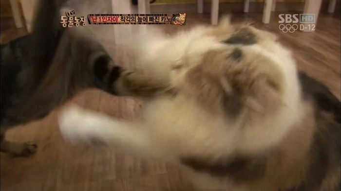 흥미로운 고양이들의 세계 | 인스티즈