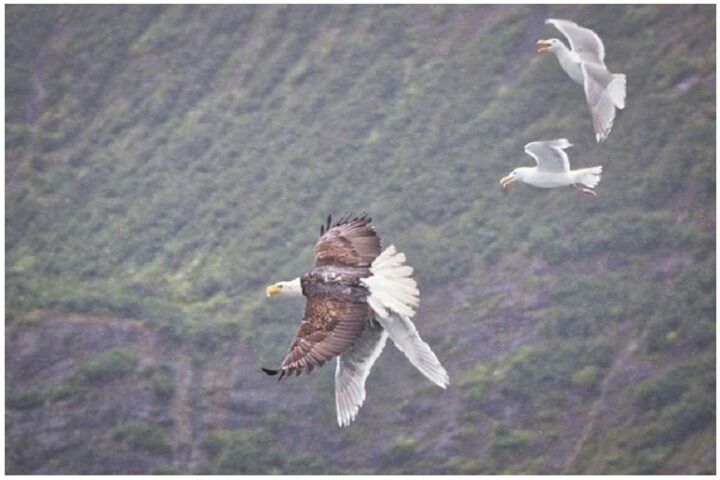 갈매기들의 동지애 | 인스티즈