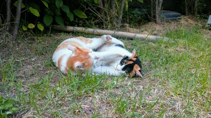 제가 돌보는 길냥이에요~6 feat.아침 일상 | 인스티즈