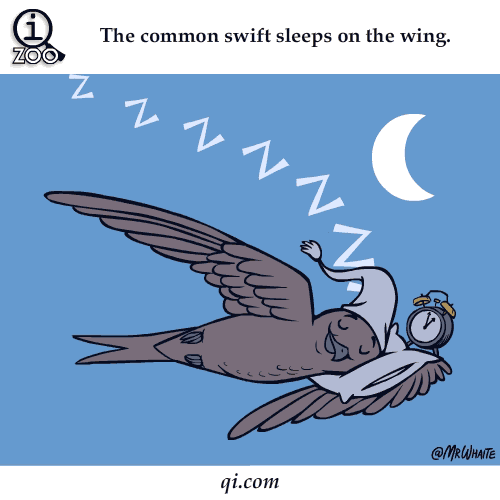 동물에 관한 재미있는 사실들.gif | 인스티즈