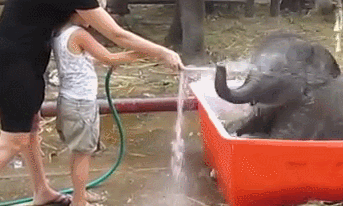 목욕하는 아기 코끼리.gif | 인스티즈