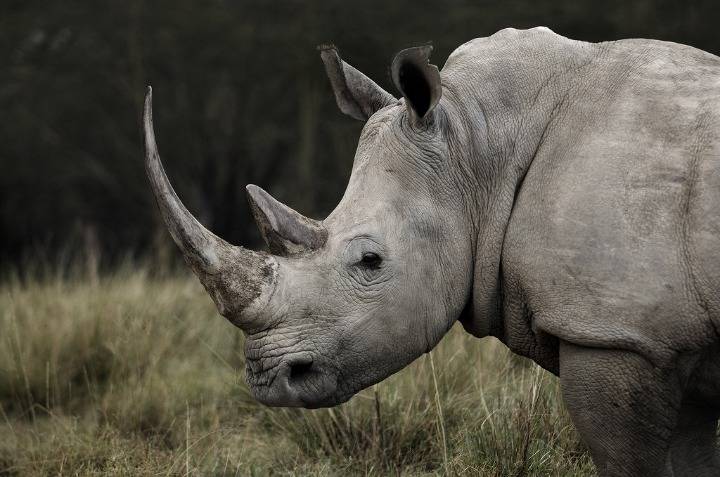 2030 코뿔소설 | 인스티즈