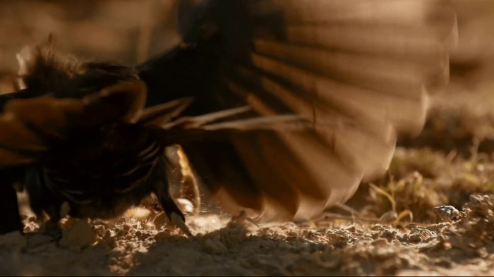 똑똑한 까마귀가 미어캣과 사는 법.jpg | 인스티즈