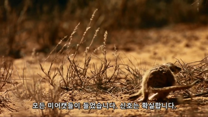 똑똑한 까마귀가 미어캣과 사는 법.jpg | 인스티즈