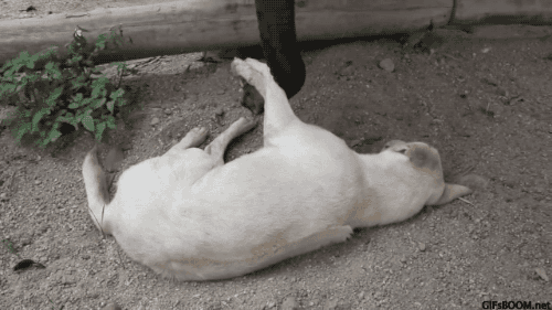 아기코끼리와 강아지 | 인스티즈