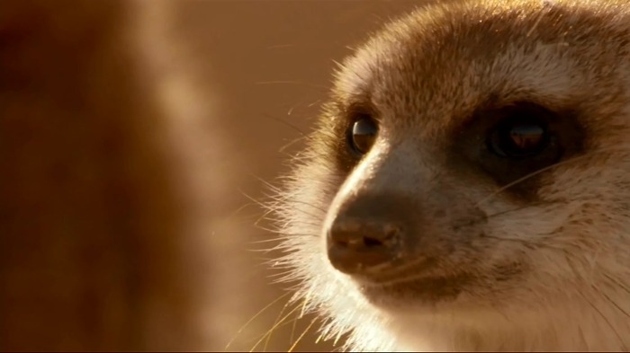 똑똑한 까마귀가 미어캣과 사는 법.jpg | 인스티즈