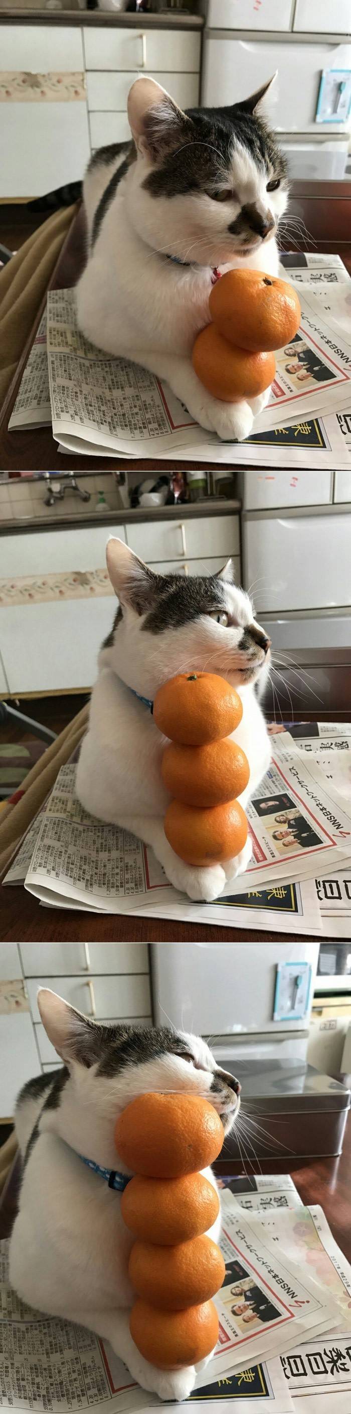 고양이 앞발에 귤쌓기 | 인스티즈
