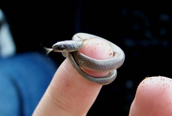 세계에서 가장 작은 뱀 | 인스티즈