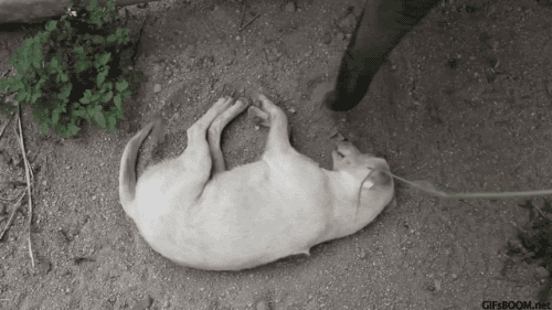 아기코끼리와 강아지 | 인스티즈