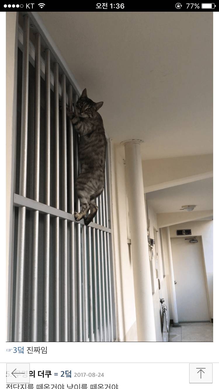 이 고양이 품종 뭔지 아는사람?.jpg | 인스티즈