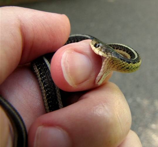세계에서 가장 작은 뱀 | 인스티즈